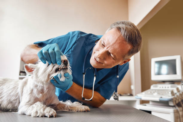 Best Emergency Dental Extractions in Bridgeport, NY